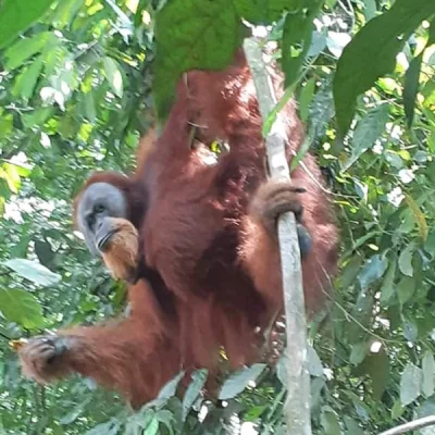 Orangutan male hanging out in a tree in the jungle near Bukit Lawang
