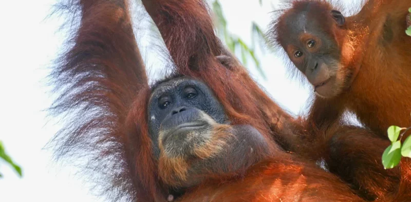 Orangutan mother with her baby in the jungle near Bukit Lawang
