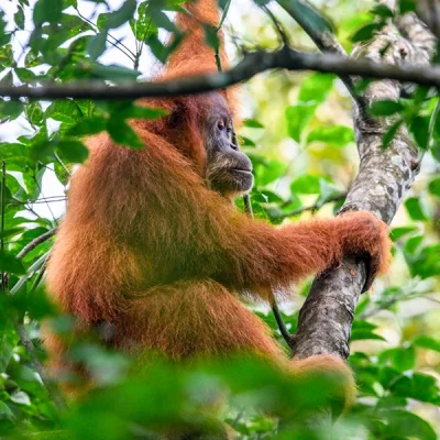 Orangutan observation