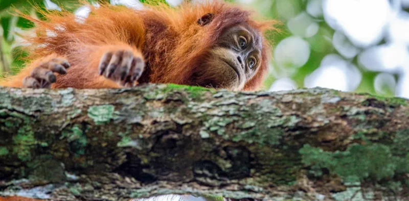 an orangutan is climbing on a brach in the jungle near Bukit Lawang