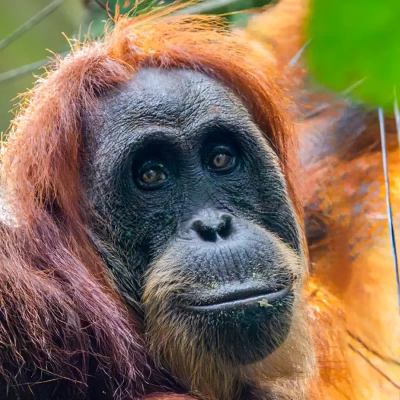 Bukit Lawang Private Package Tour picture of an orangutan