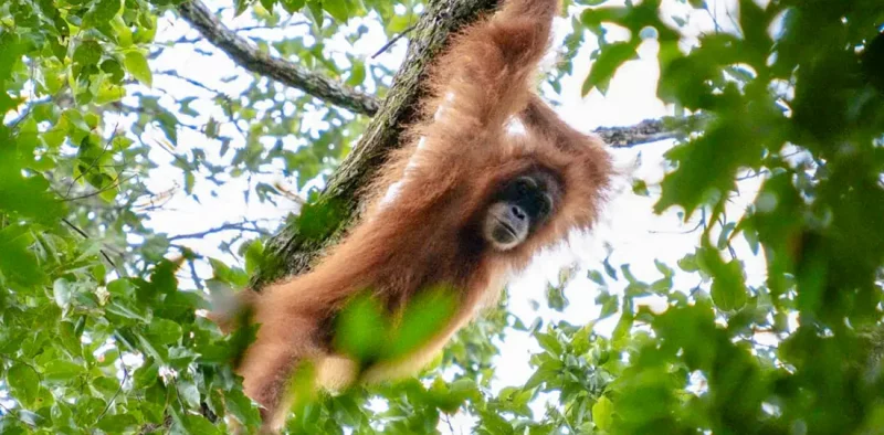 An orangutan looking down from the jungle roof near Bukit Lawang