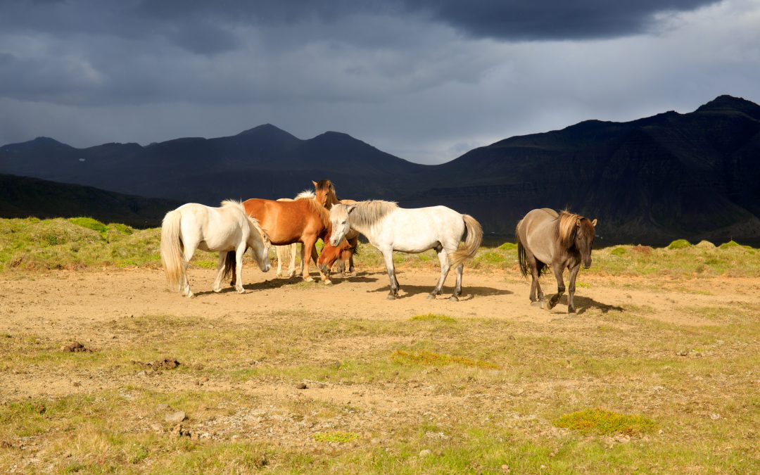 Wildlife
