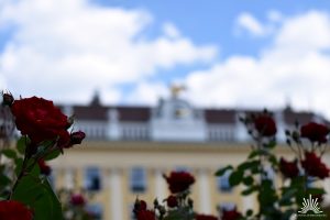 Rosen am Schloss Schönbrunn