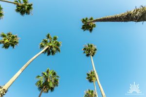 Palmen in Los Angeles am Strand