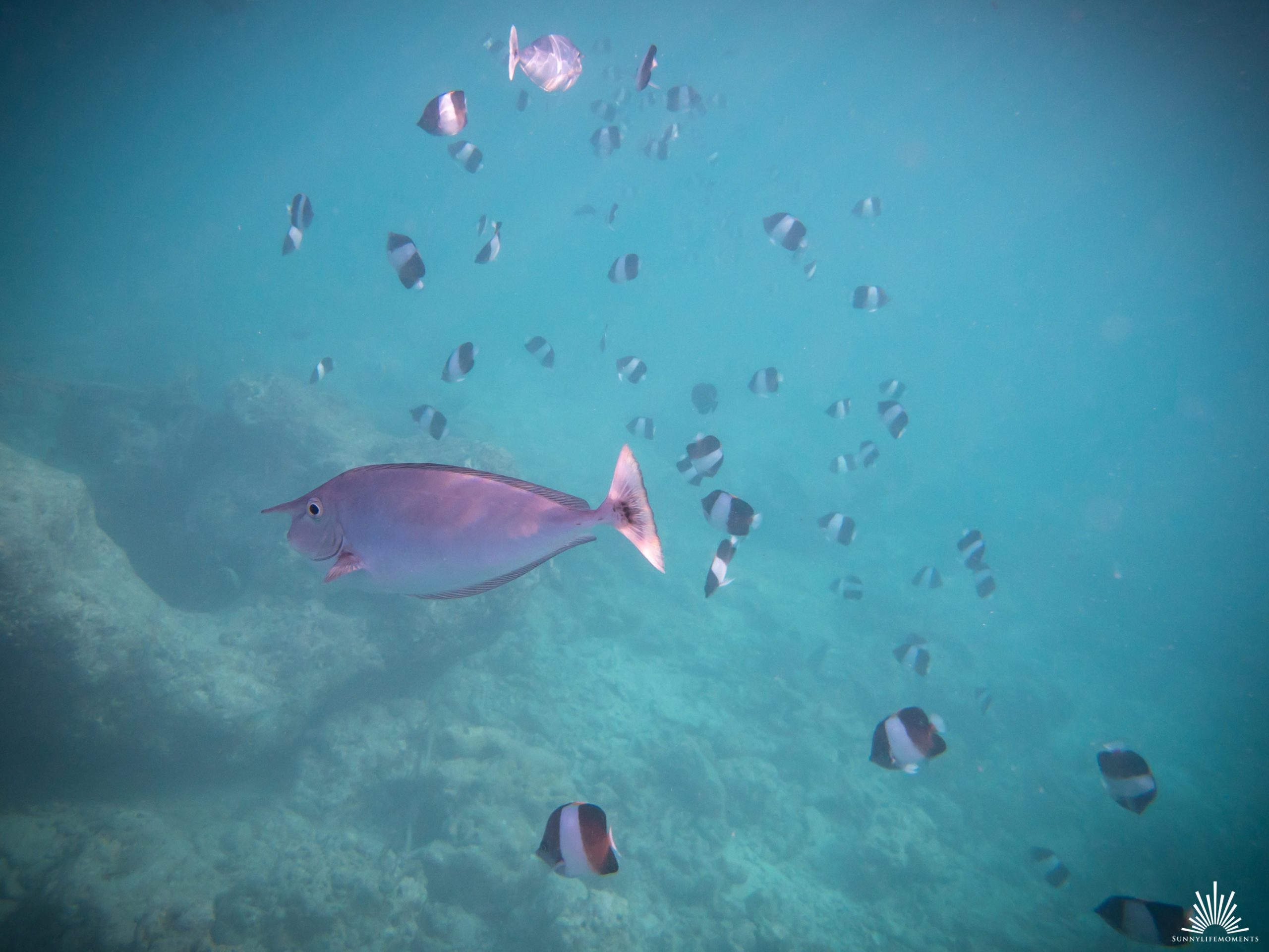 Fischschwarm im indischen Ozean