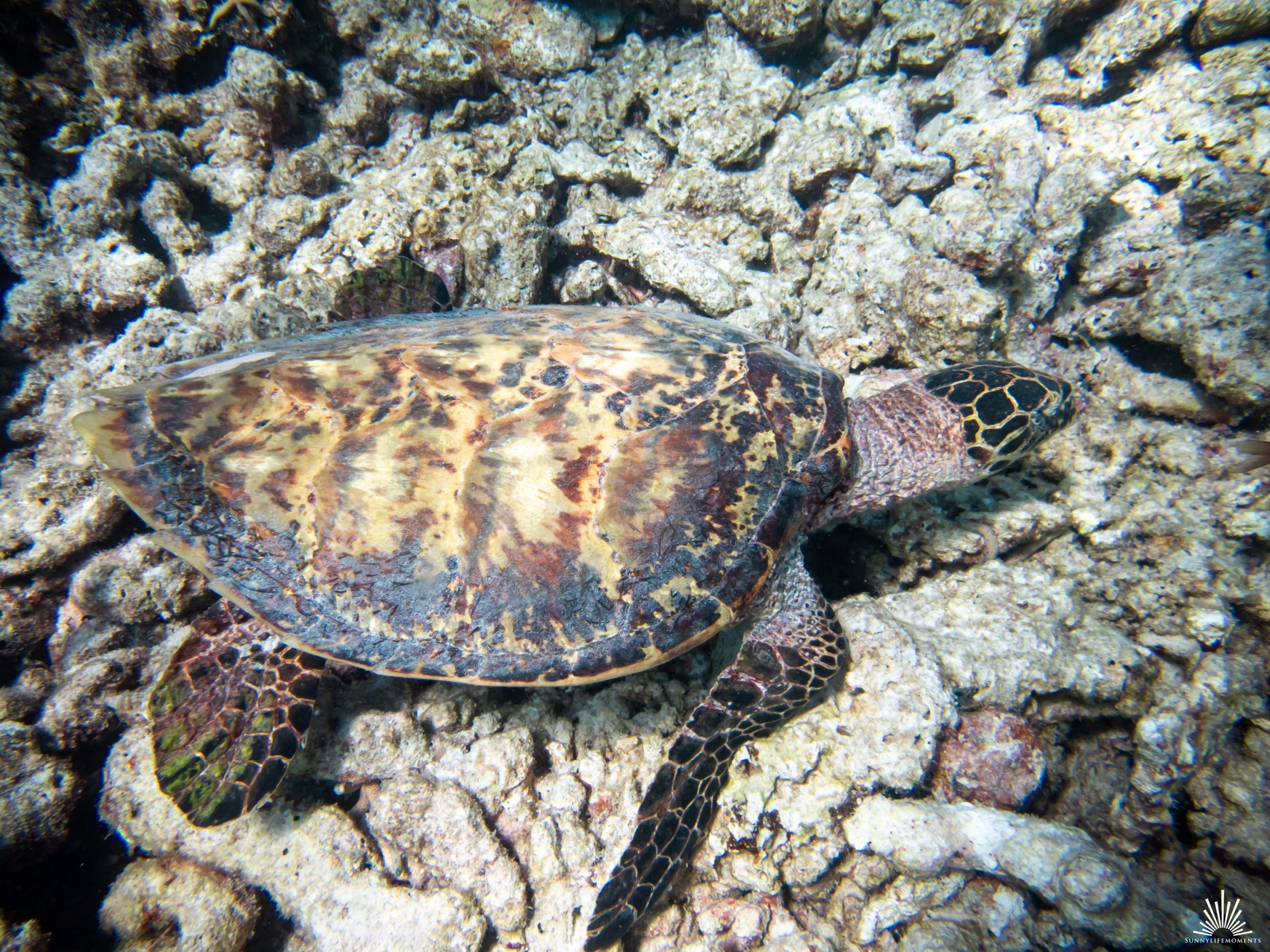Schildkröte im indischen Ozean