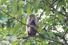 Monkey business at Kandy Green View Bungalow