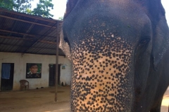 Millennium Elephant Foundation