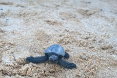 Baby turtle Mirissa beach