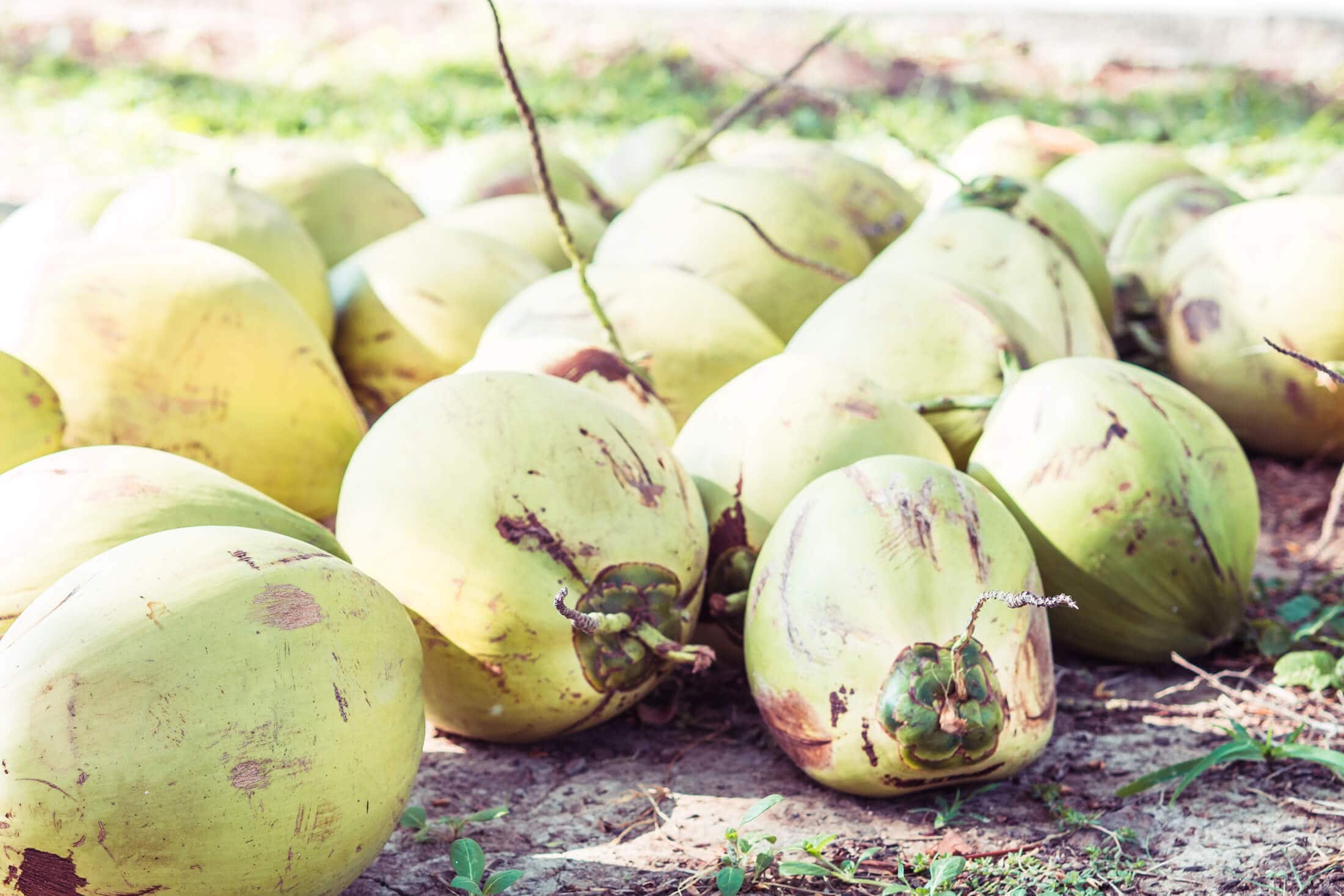 Coconuts at Whales & Waves Resort in Sumbawa, Indonesia - The most amazing place I've ever been