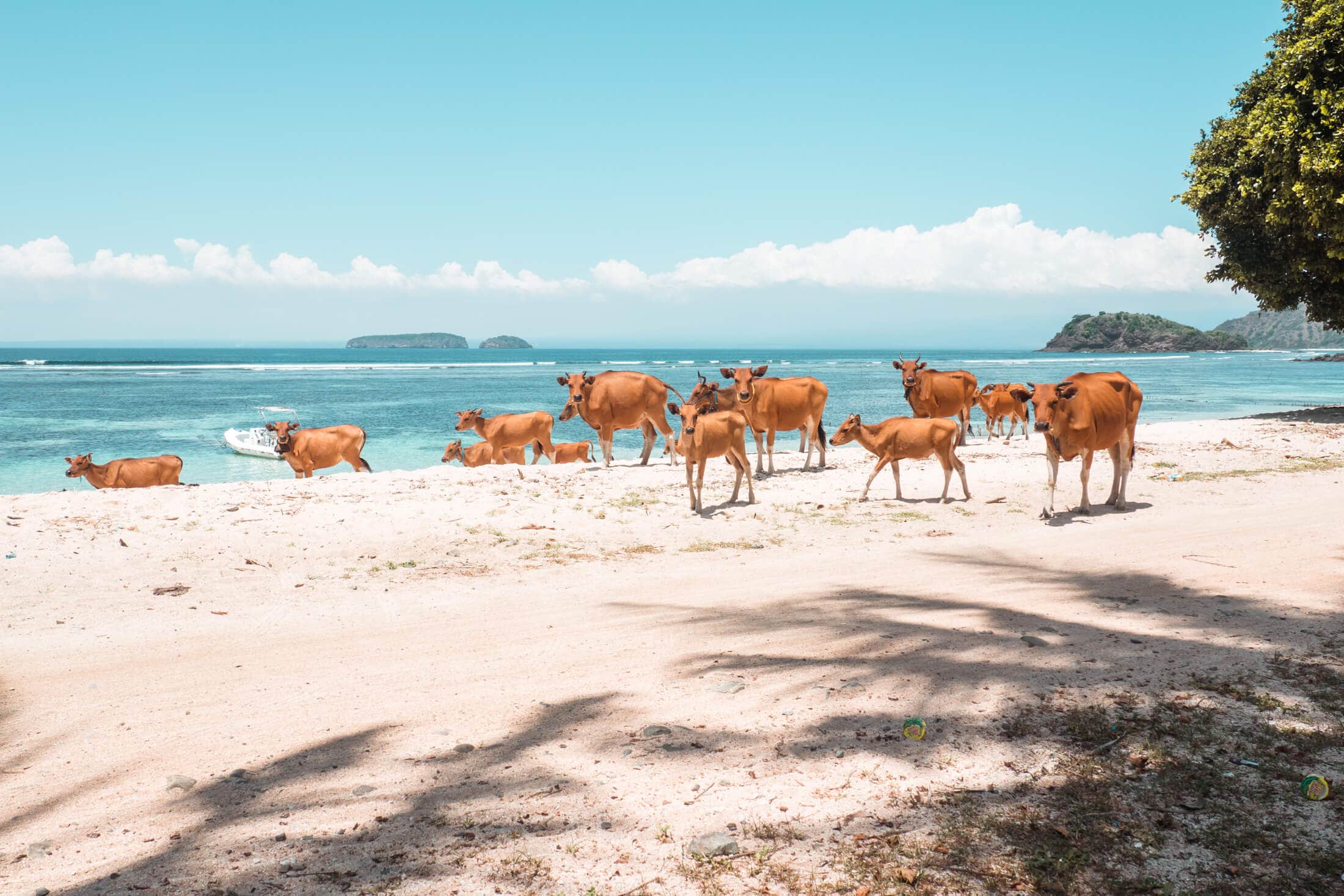 Whales & Waves Resort in Sumbawa, Indonesia - The most amazing place I've ever been