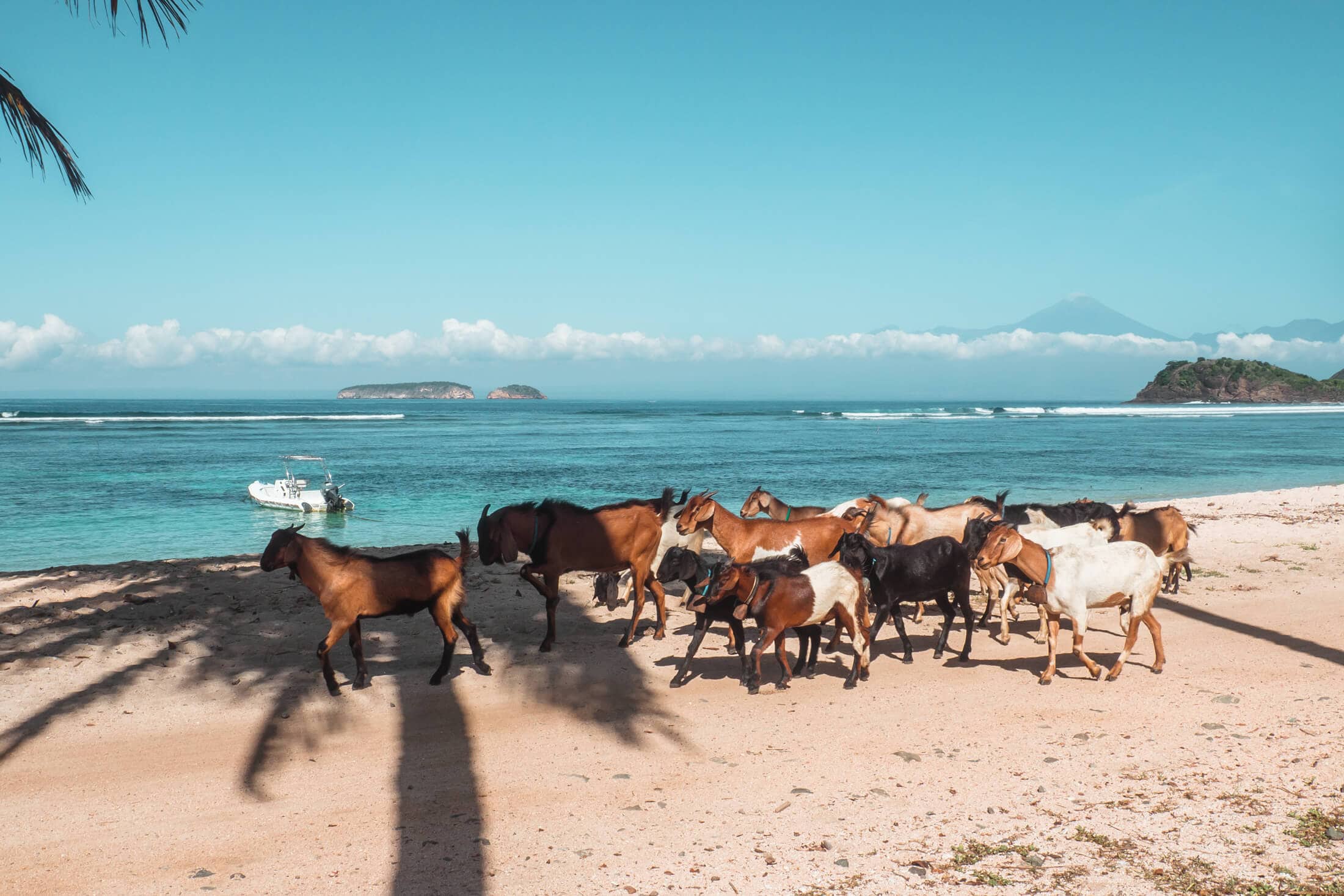 Goats on Kertasari Beach, Whales & Waves Resort in Sumbawa, Indonesia - The most amazing place I've ever been