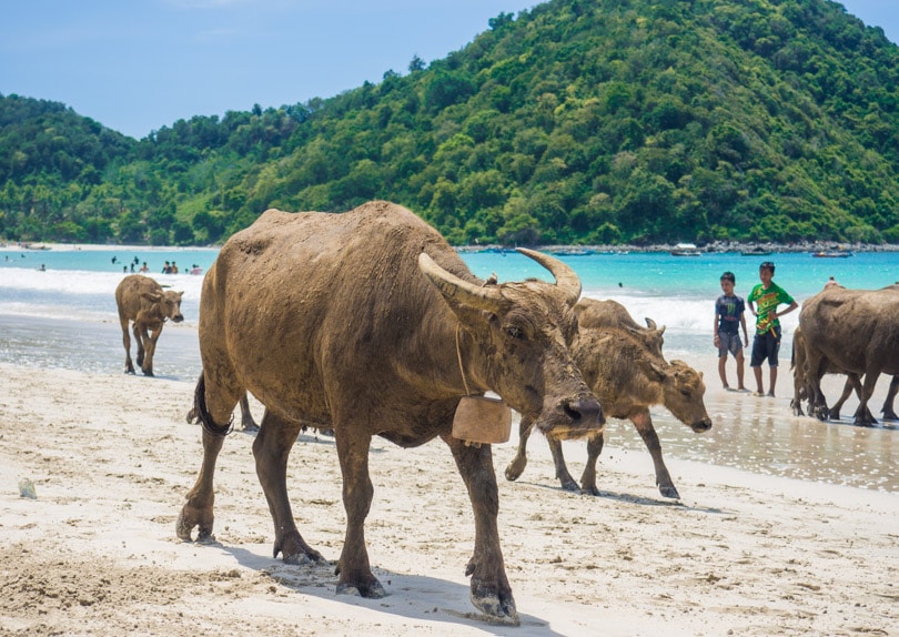 Water buffalo at Selong Belanak Beach, Lombok