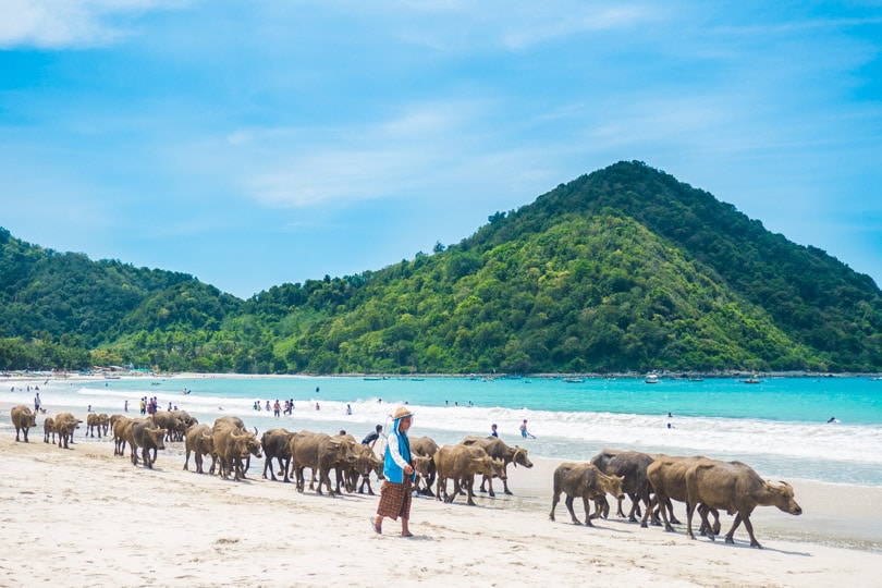 Water buffaloes at Selong Belanak Beach, Lombok