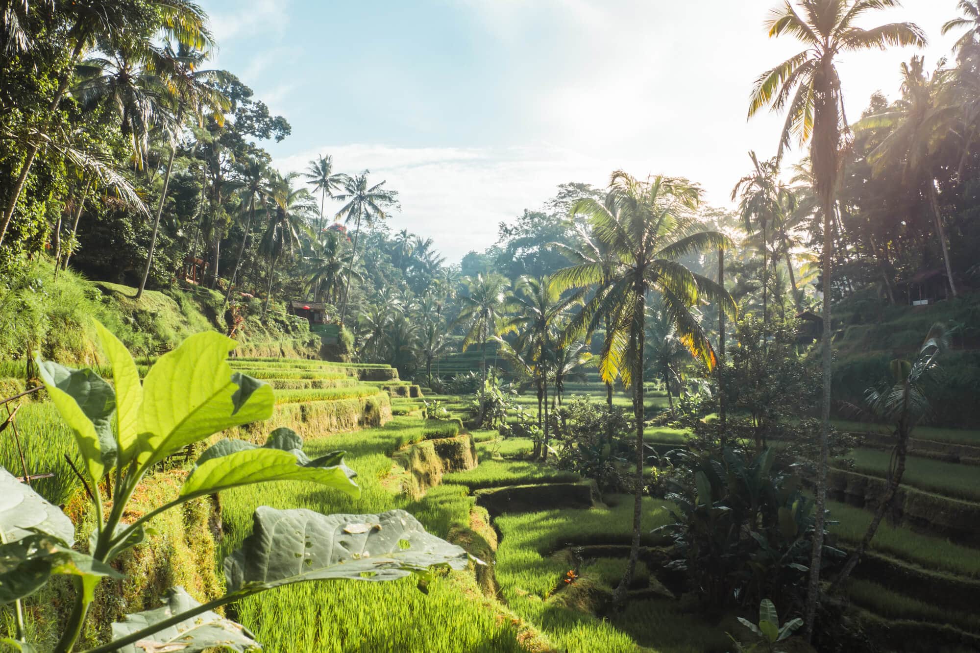 Where to stay in Bali: A complete guide to the different areas on the island - Sunrise at Tegalalang Rice Terrace in Ubud