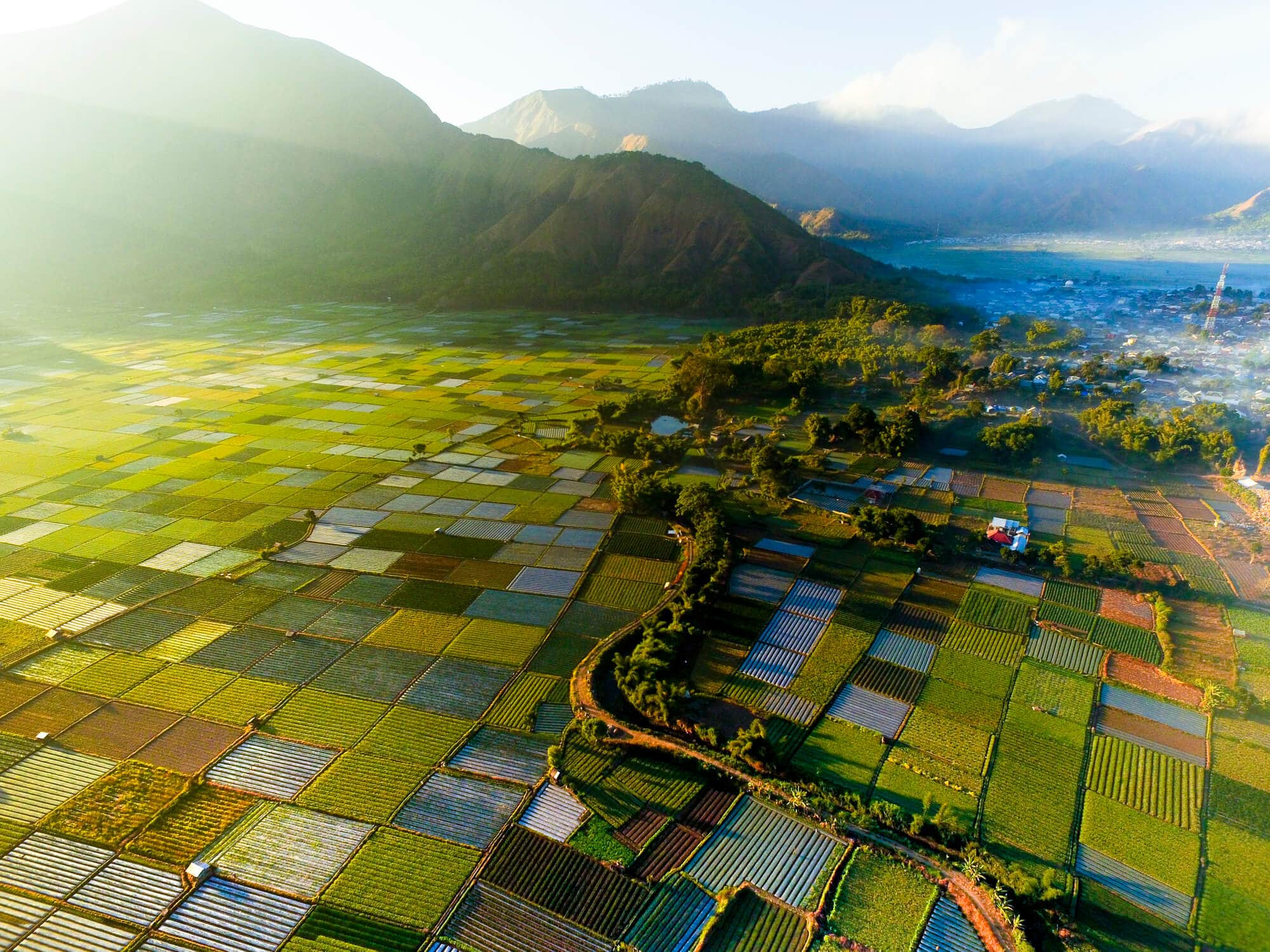 View of different colored rice fields from above during sunrise seen from Pergasingan Hill, one of the top things to do on Lombok.