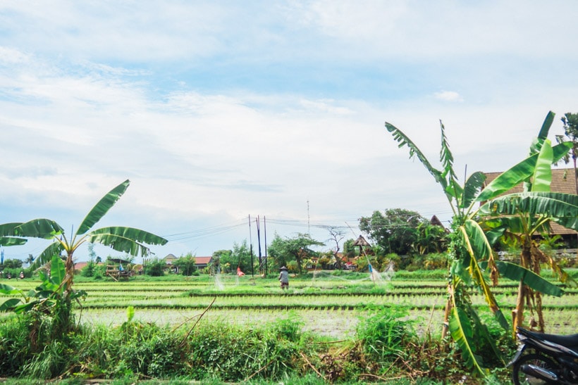 Rice Field outside Deus ex Machina, Canggu Bali