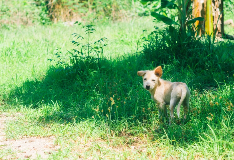 Dog Nusa Lembongan Indonesia