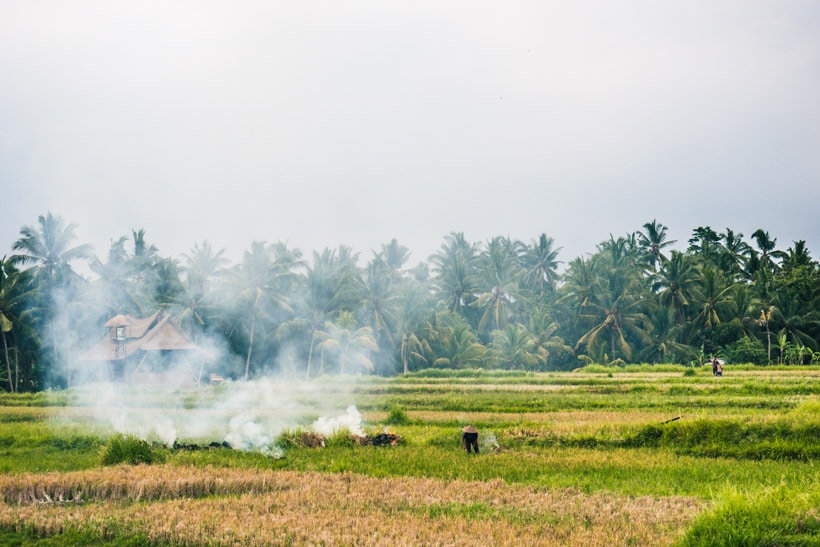 A first timer's guide to Ubud, Bali