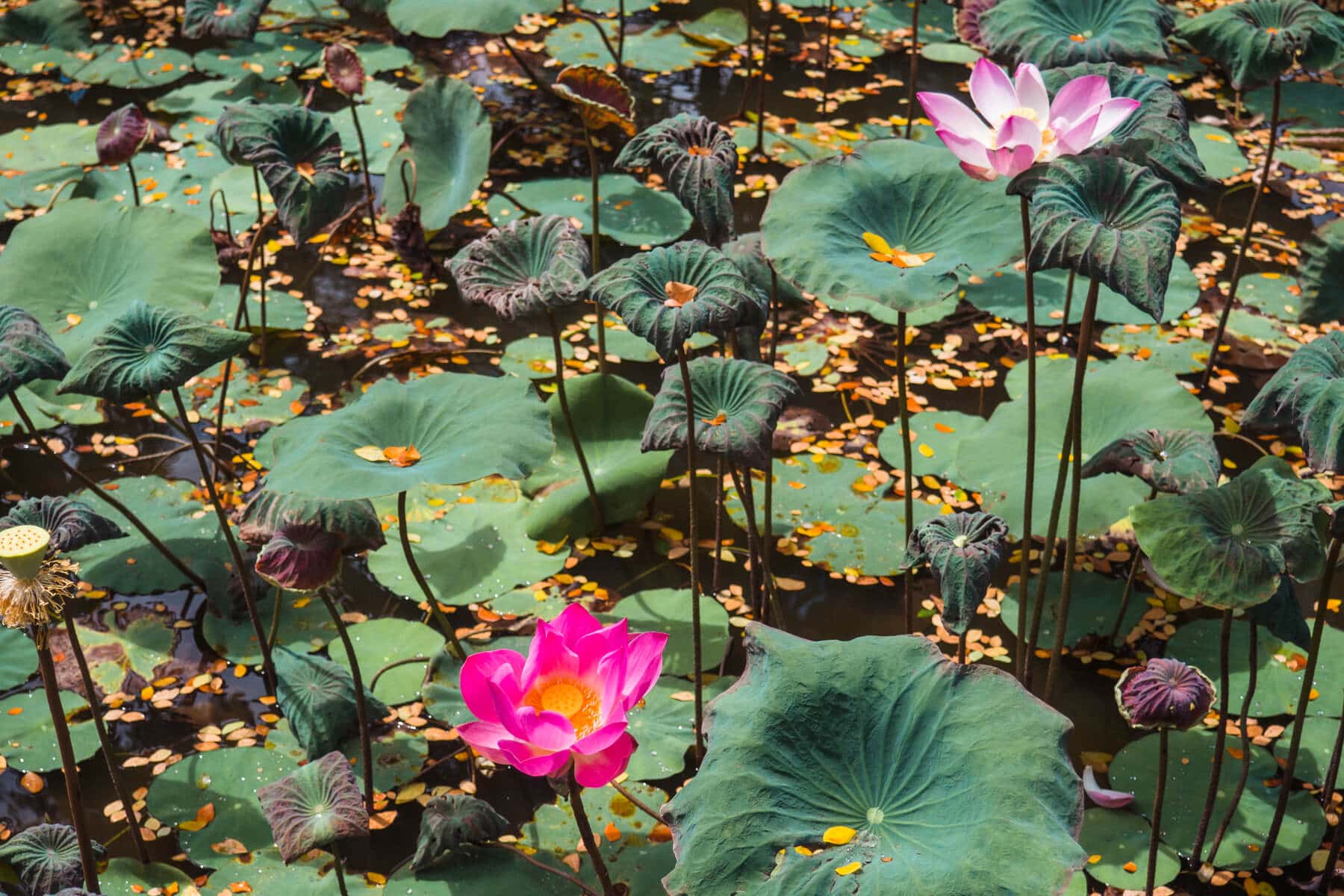 The beautiful pink lotus pond at Saraswati Temple, a must on any Ubud itinerary