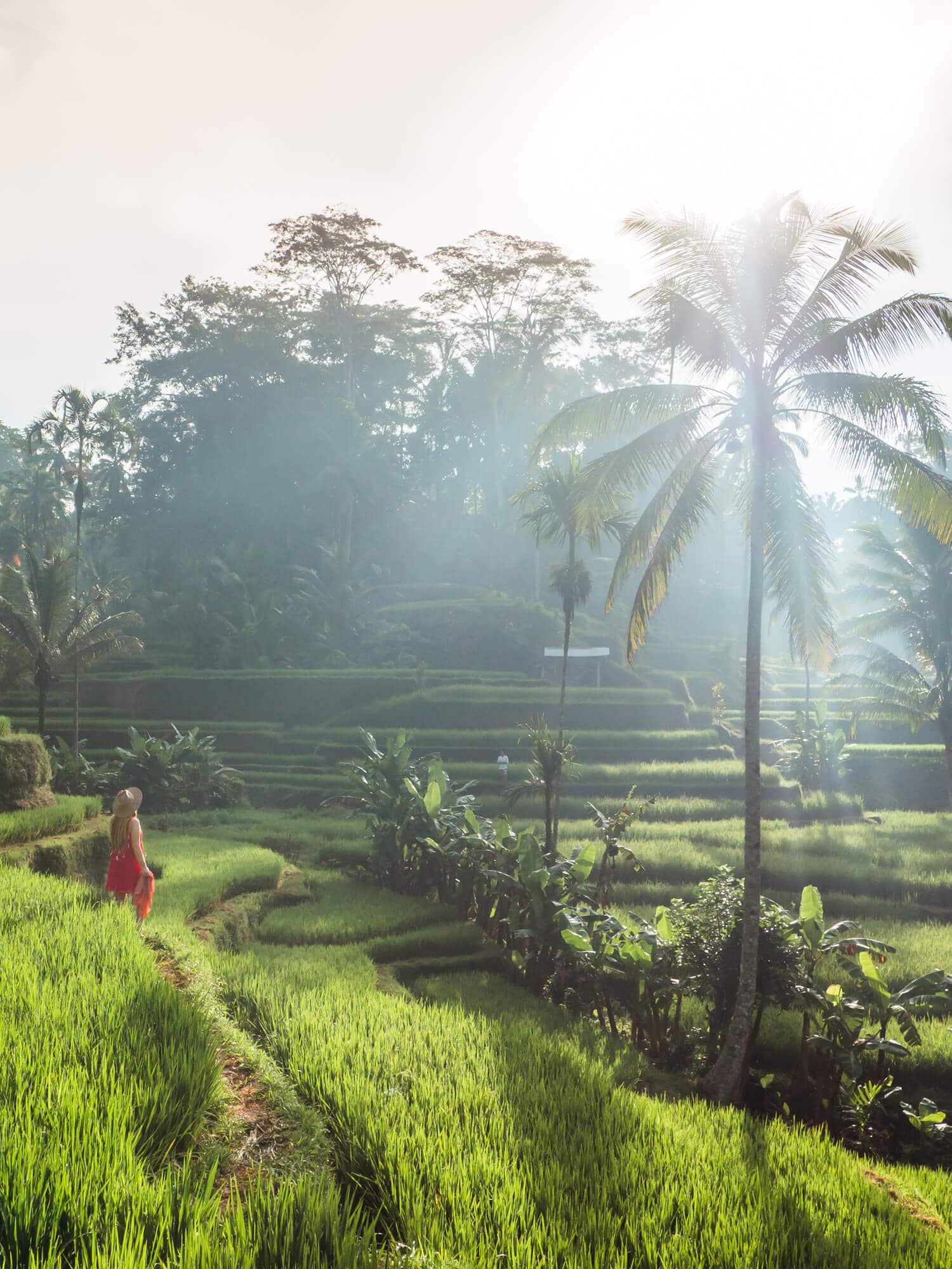 Sunrise at Tegalalang Rice Terrace, a must on any Ubud itinerary