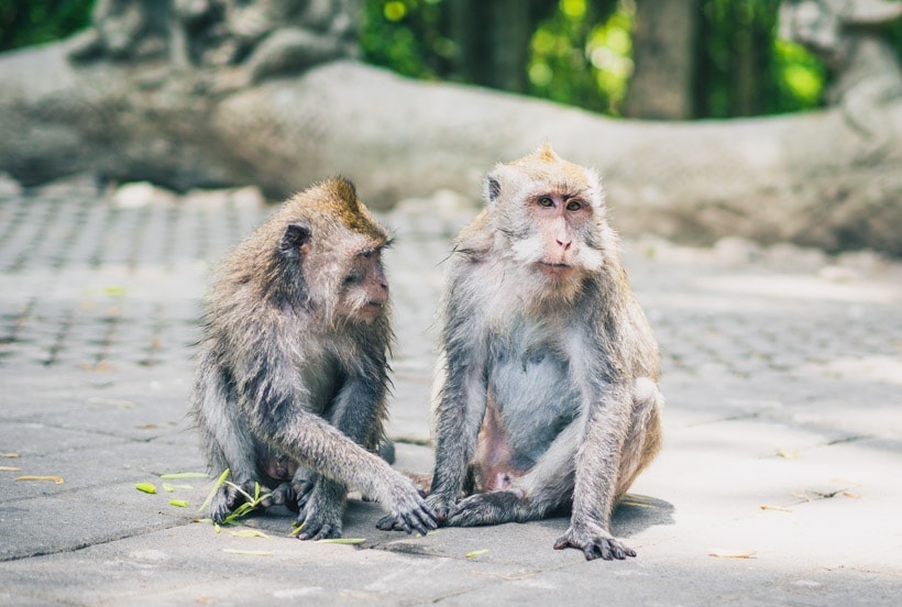 A close up picture of a balinese monkey