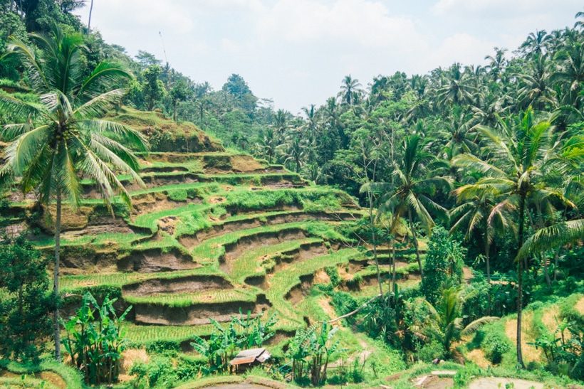 Tegalalang Rice Terrace in Ubud Bali - A must see or skip?