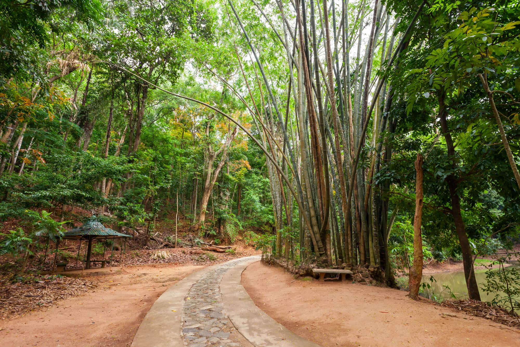 A part cobbled part dirt road with tall bamboo on the right and lush greenery and a gazebo on the left in Udawattakele Forest Reserve, one of the best places to see in Kandy.