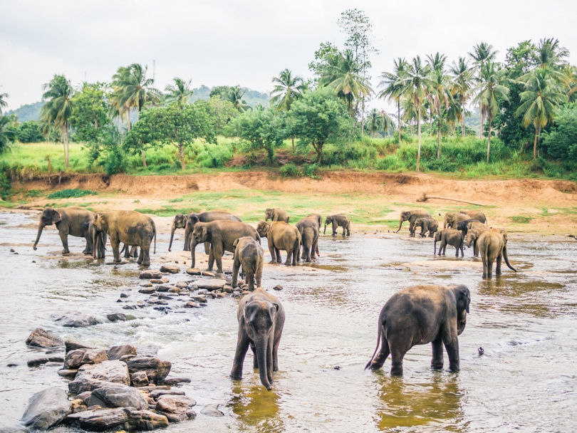 My experience with the elephants of Pinnawala, Sri Lanka - Elephants bathing in the river