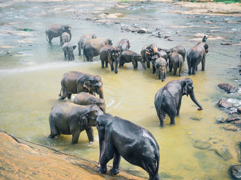 Pinnawala Elephant Experience - Elephants in chains
