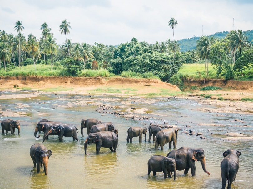 The Pinnawala elephant experience, Sri Lanka - Elephants bathing in the river