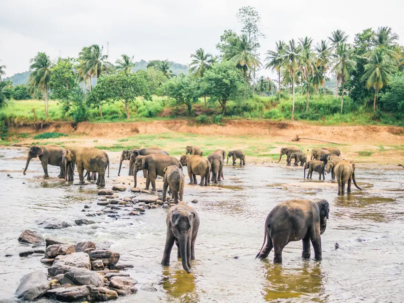 10+ elephants walking in a shallow river with green palm trees in the background in Pinnawala, Sri Lanka.