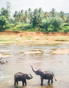 Two small elephants with their trunks up standing on the side of a shallow river with green palm trees in the background in Pinnawala, Sri Lanka.