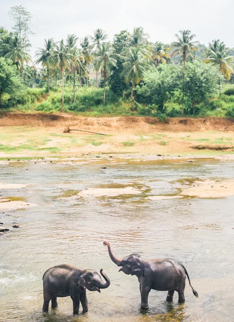 Two small elephants with their trunks up standing on the side of a shallow river with green palm trees in the background in Pinnawala, Sri Lanka.