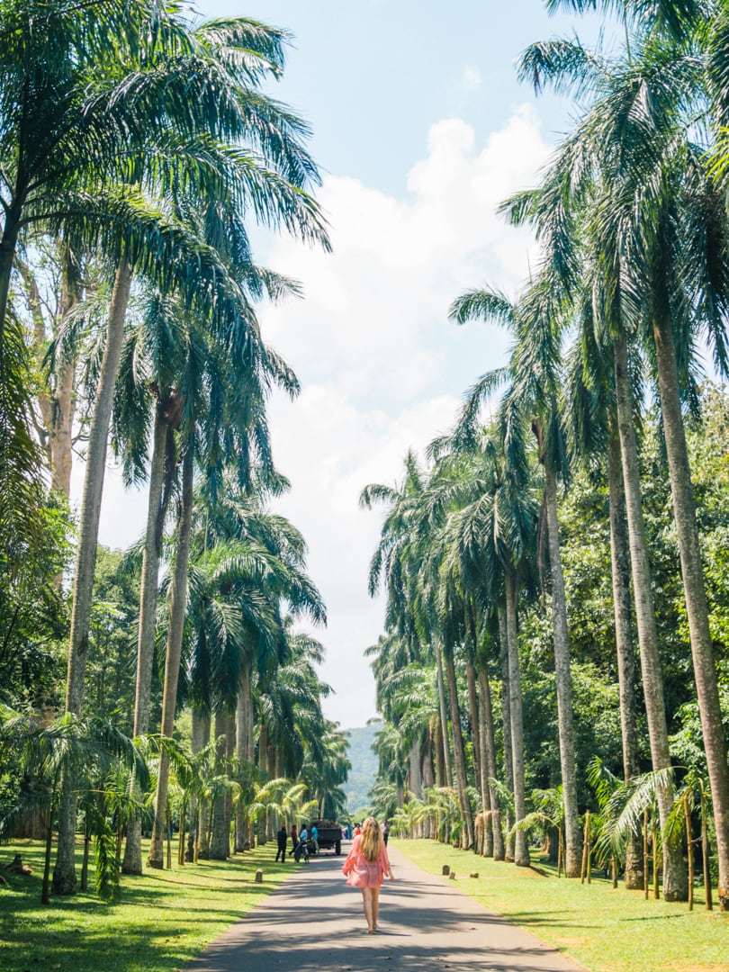 All the best places to see in Kandy, Sri Lanka - The Royal Botanical Gardens Palm Tree Avenue