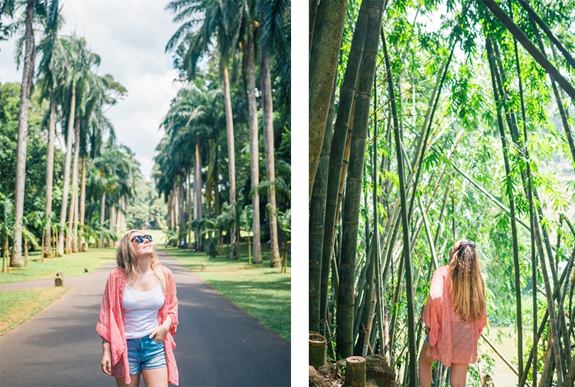 All the best places to see in Kandy, Sri Lanka - The Royal Botanical Gardens Palm Tree Avenue