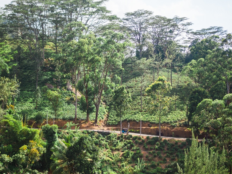 A quick guide to what to do in Kandy - Tea Factory Museum