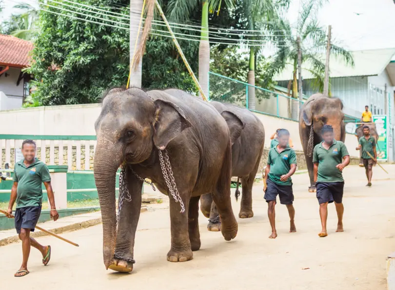Four men wearing green t-shirts and black shorts walking down a street with three elephants with chains around their neck in Pinnawala, Sri Lanka. Do not support.
