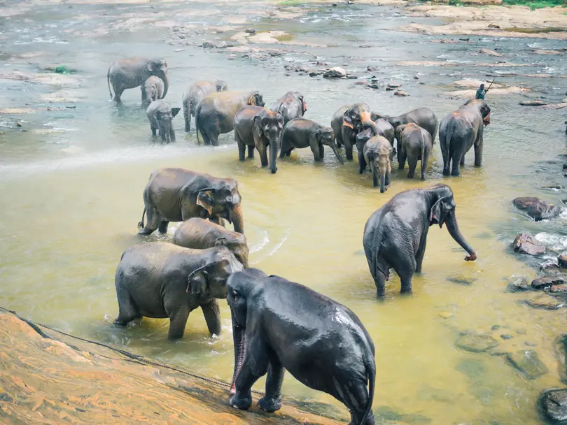 10+ elephants in a shallow river being showered with a hose, the front one chained to the mountain in Pinnawala Sri Lanka.