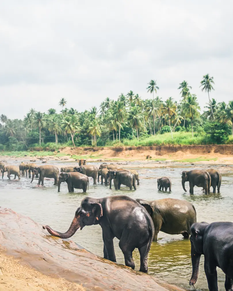 10+ elephants in a shallow river in Pinnawala, Sri Lanka + Why you should not visit.