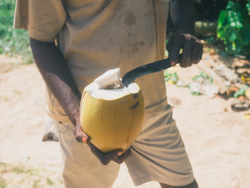 Dalawella beach right next to Unawatuna, Sri Lanka - Fresh Coconut