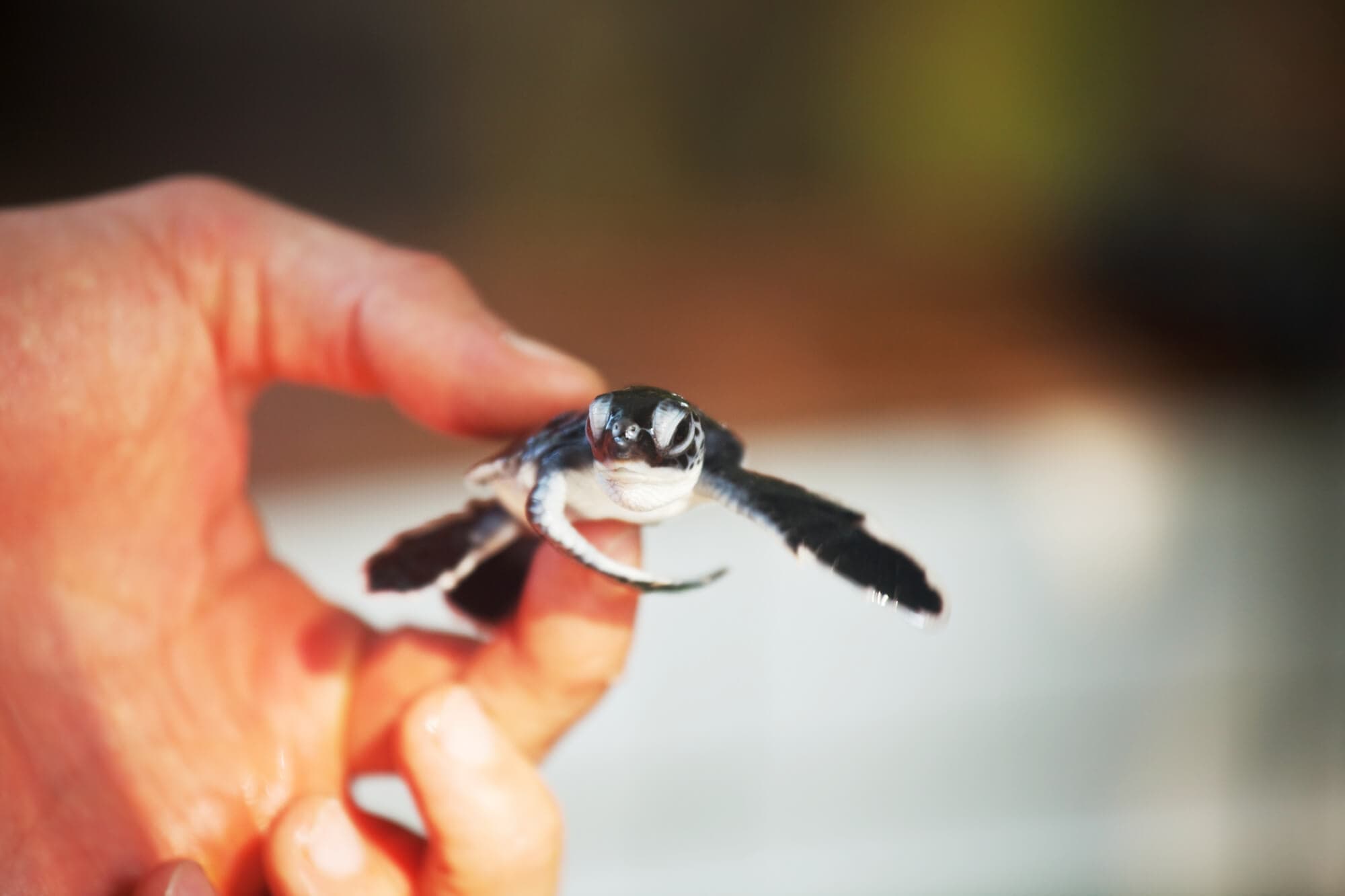 Close up of a hand holding a baby turtle ready to be set free at Dalawella Beach in Sri Lanka
