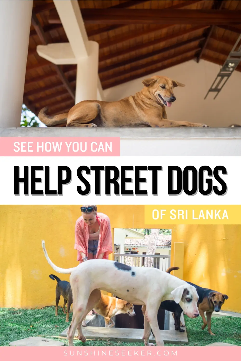 Help the street dogs of Sri Lanka. Learn about the incredible work the Dog Care Clinic outside Unawatuna does. How you can support the Dog Care Clinic in Sri Lanka.