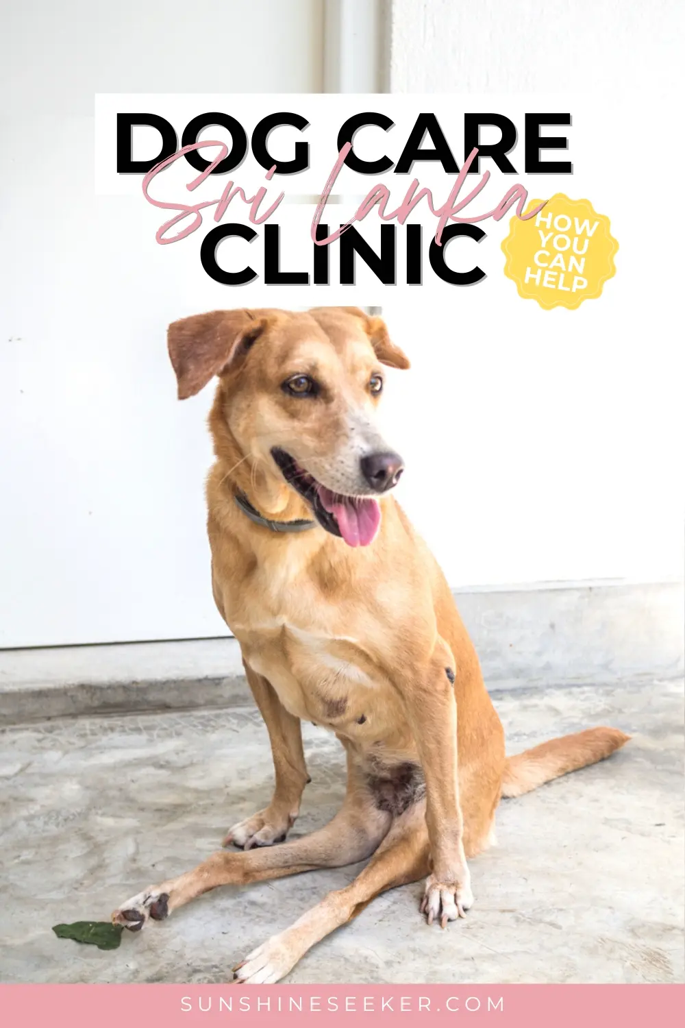 Help the street dogs of Sri Lanka. Learn about the incredible work the Dog Care Clinic outside Unawatuna does. How you can support the Dog Care Clinic in Sri Lanka.