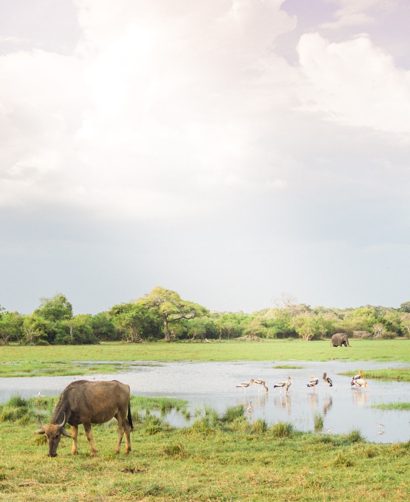 Top 11 best things to do in Arugam Bay, Sri Lanka - Safari