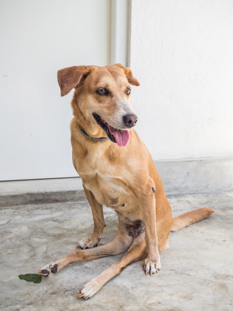 Dog Care Clinic, Mihiripenna / Talpe, Sri Lanka