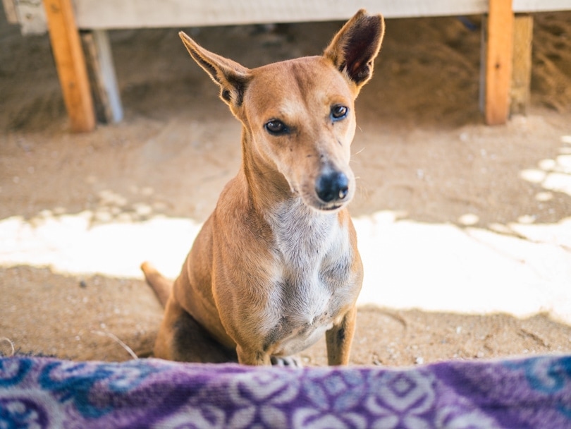 Dog Care Clinic, Mihiripenna / Talpe, Sri Lanka