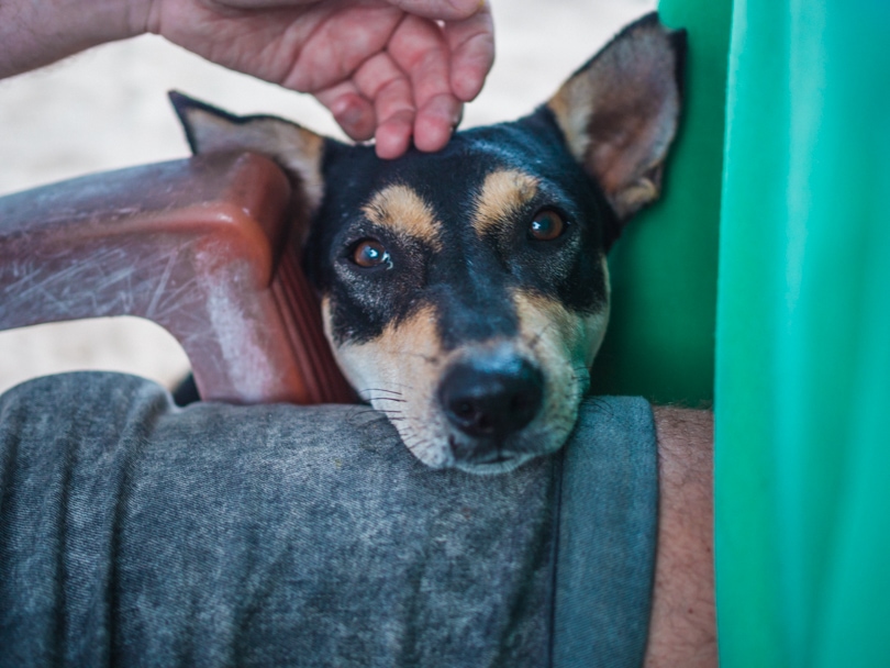 Dog Care Clinic, Mihiripenna / Talpe, Sri Lanka