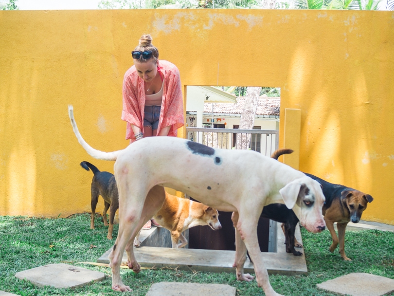 Dog Care Clinic, Mihiripenna / Talpe, Sri Lanka